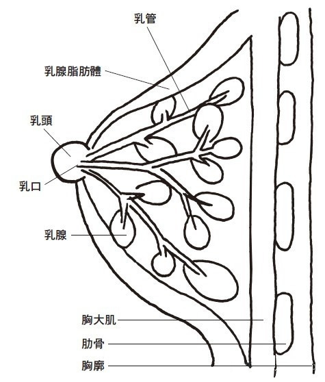 女性的乳房構(gòu)造